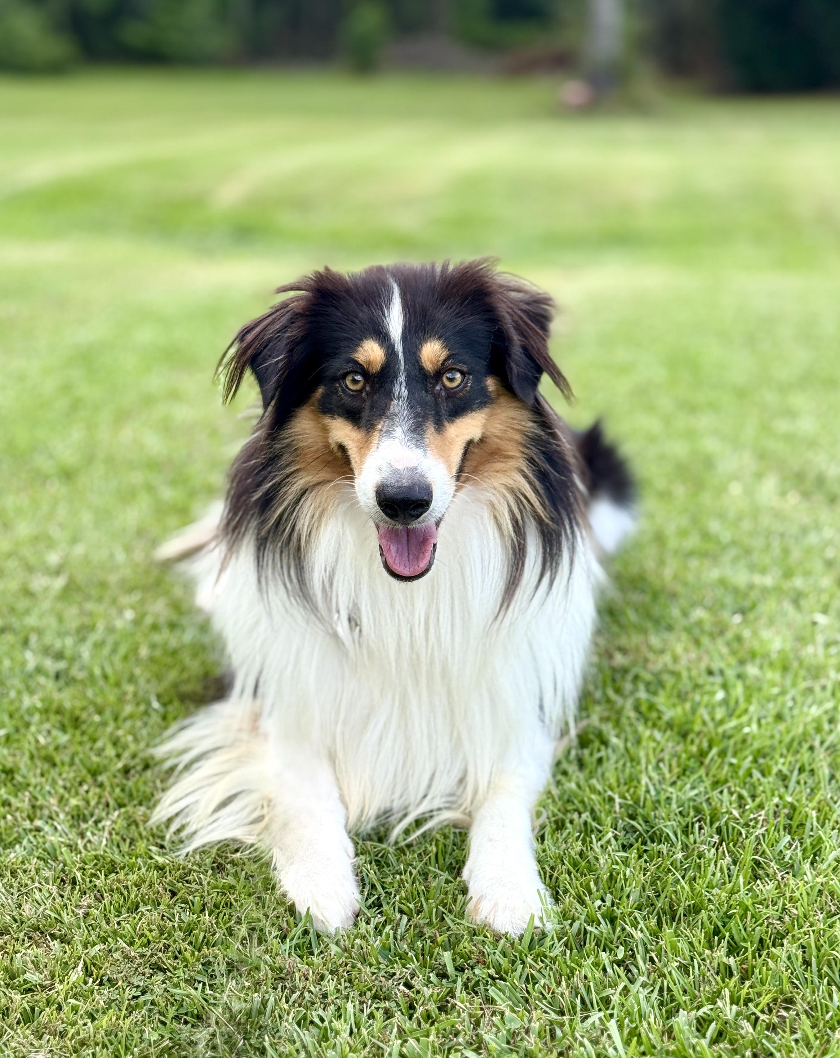 Luke, a Adoptable mixed breed in Hagerstown , MD image 3/6
