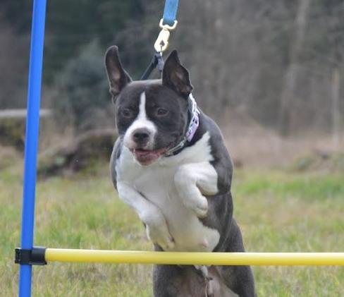Skillet, Adoptable, Adult Female Pit Bull Terrier.