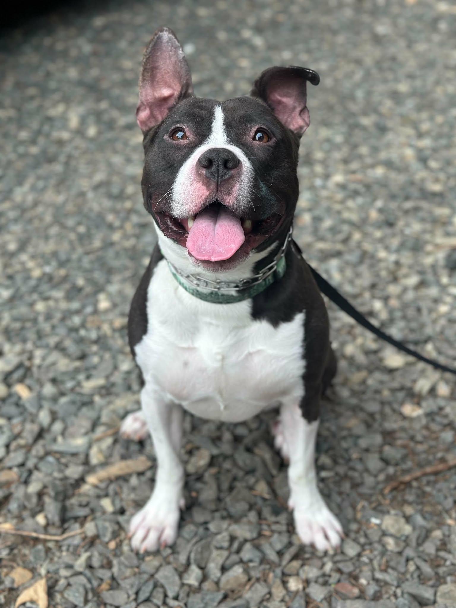 Enlarge Skillet, a Adoptable Pit Bull Terrier in Bothell, WA image 2/3