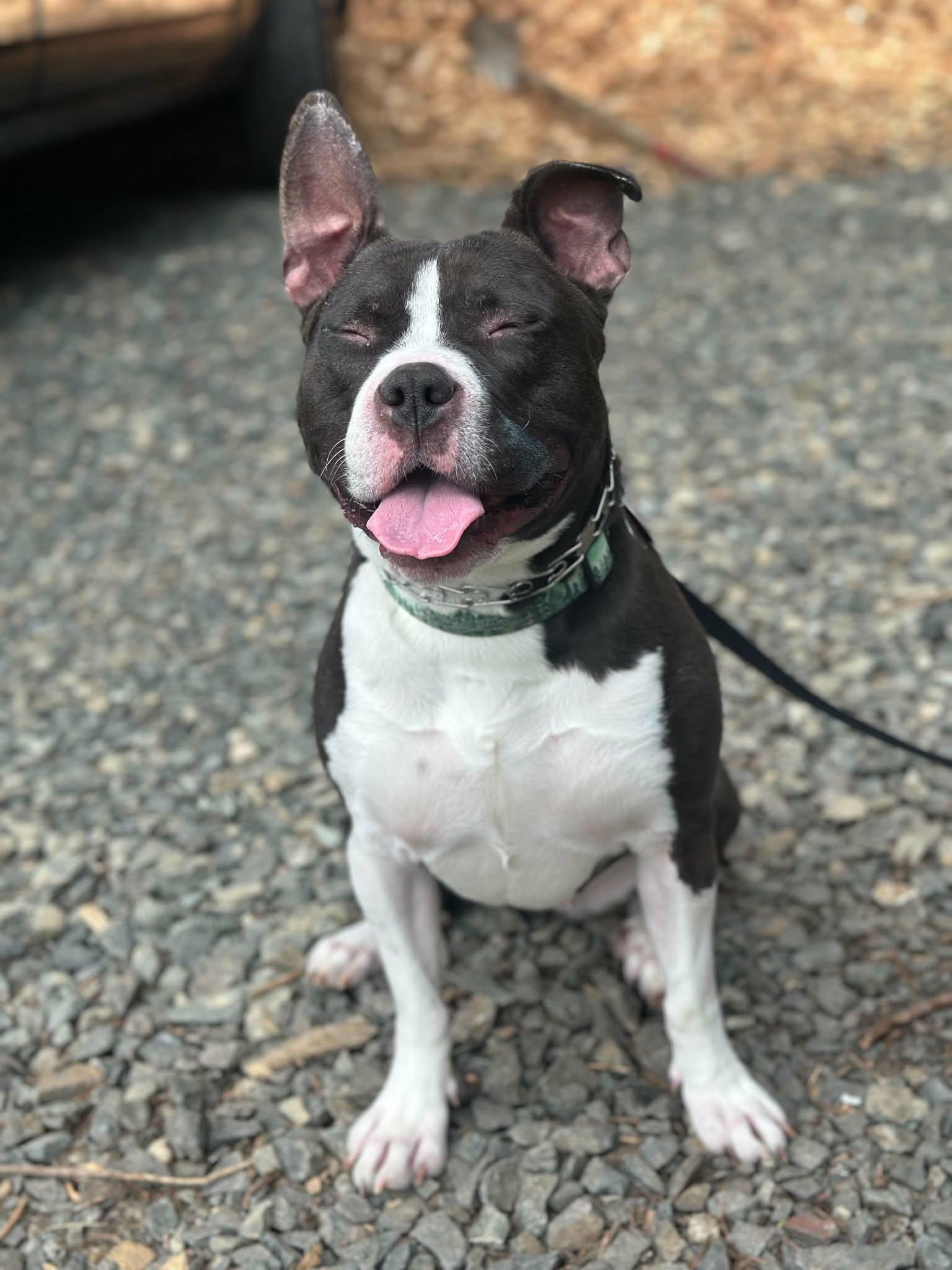 Enlarge Skillet, a Adoptable Pit Bull Terrier in Bothell, WA image 3/3