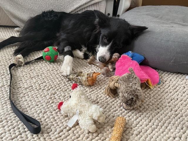 Gumigoo, Adoptable, Adult Male Border Collie.