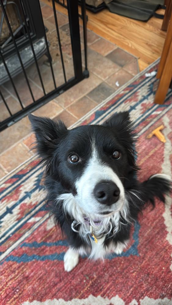 Enlarge Gumigoo, a Adoptable Border Collie in Ontario, CA image 2/6