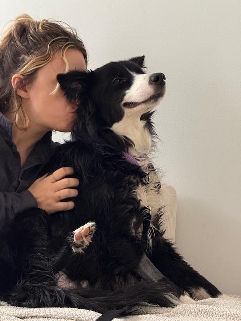 Enlarge Gumigoo, a Adoptable Border Collie in Ontario, CA image 3/6