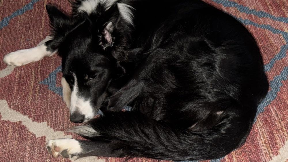 Enlarge Gumigoo, a Adoptable Border Collie in Ontario, CA image 4/6