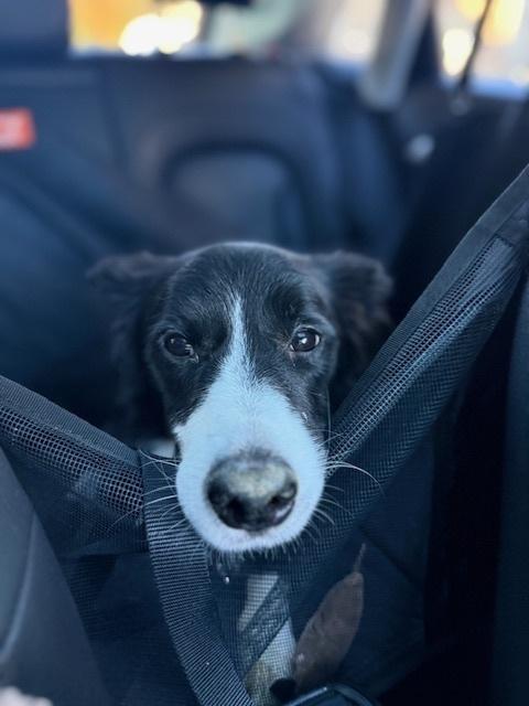 Enlarge Gumigoo, a Adoptable Border Collie in Ontario, CA image 5/6