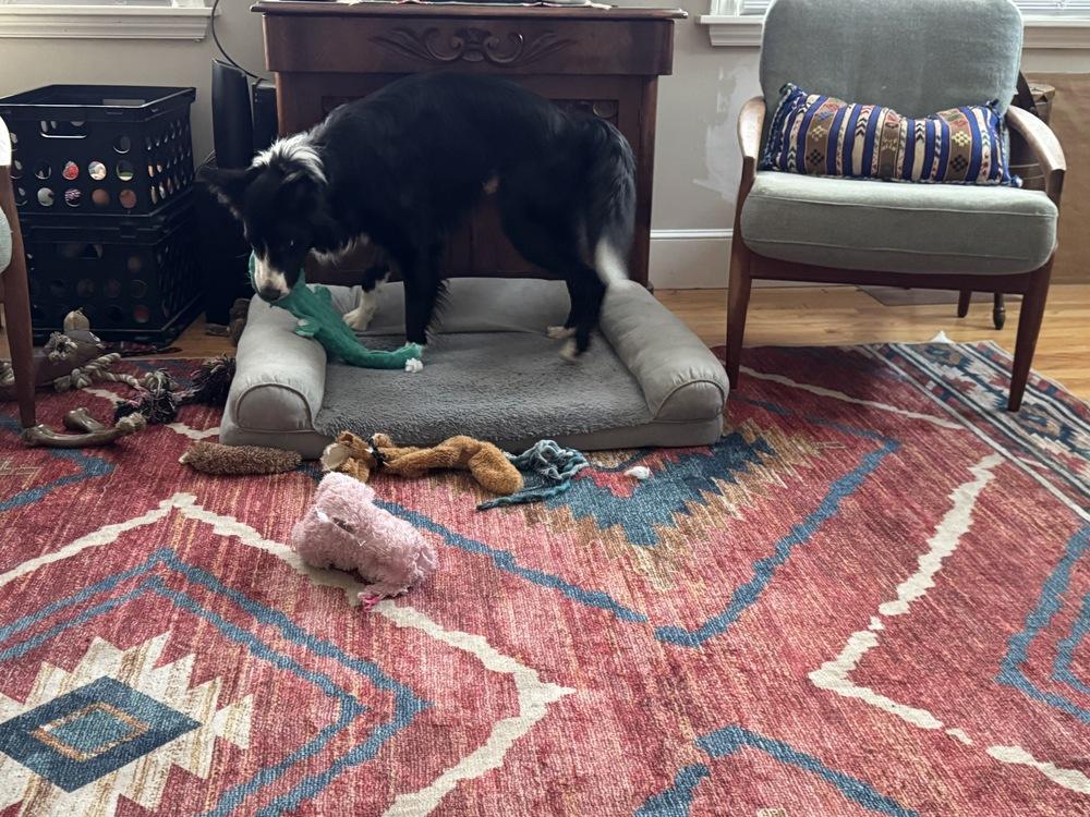 Enlarge Gumigoo, a Adoptable Border Collie in Ontario, CA image 6/6