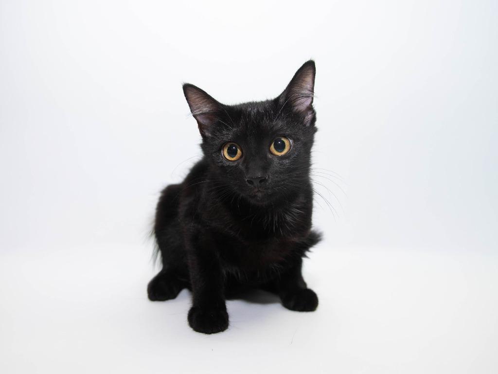 Enlarge Meadow, a Adoptable mixed breed in Lansing, KS image 1/1
