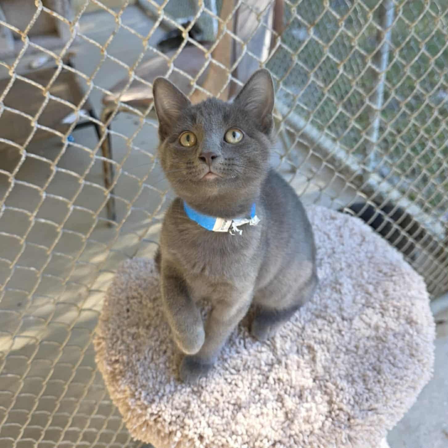 Miller, a Adoptable Domestic Short Hair in Umatilla, FL image 1/4