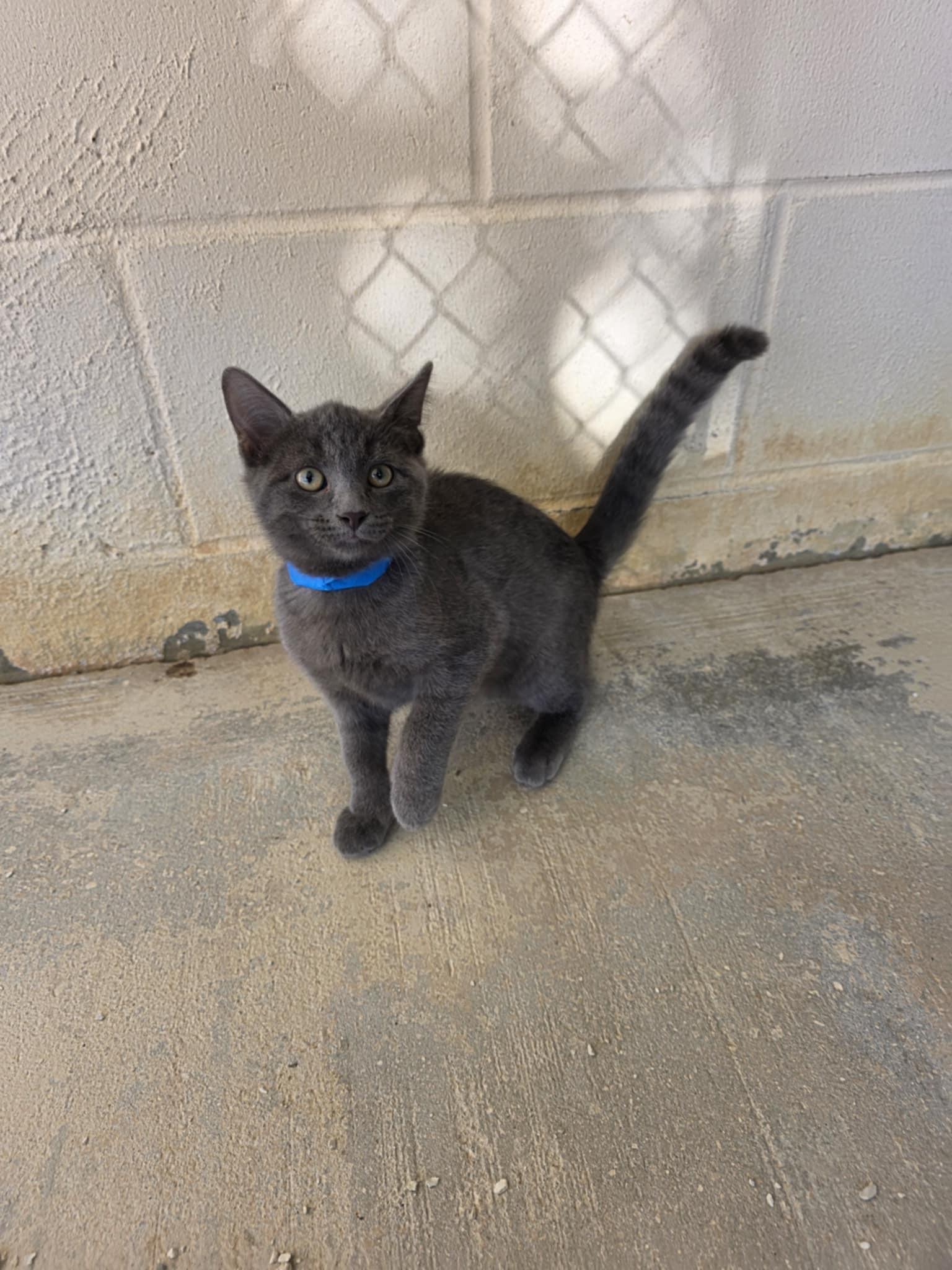 Miller, a Adoptable Domestic Short Hair in Umatilla, FL image 2/4