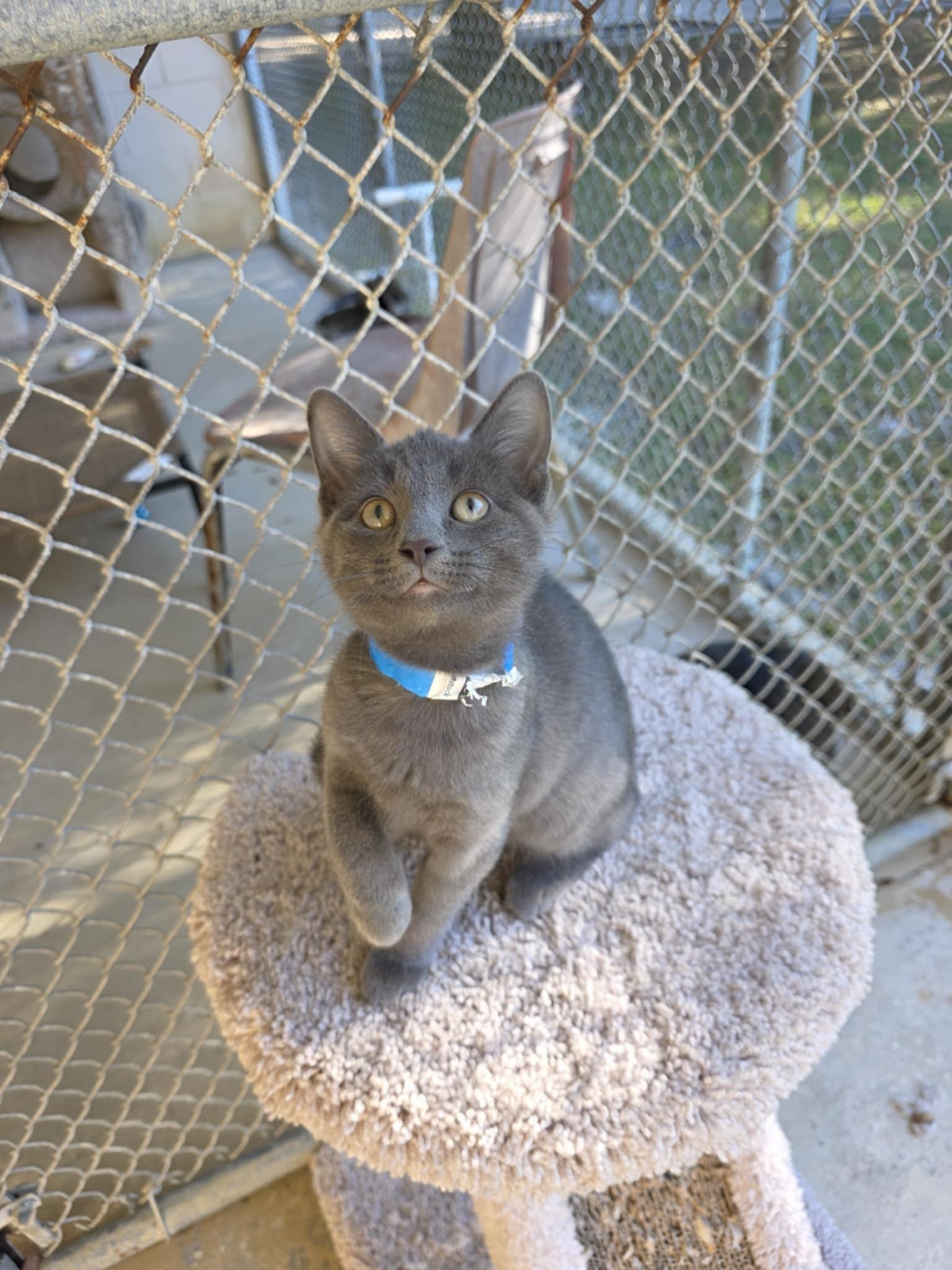 Miller, a Adoptable Domestic Short Hair in Umatilla, FL image 3/4