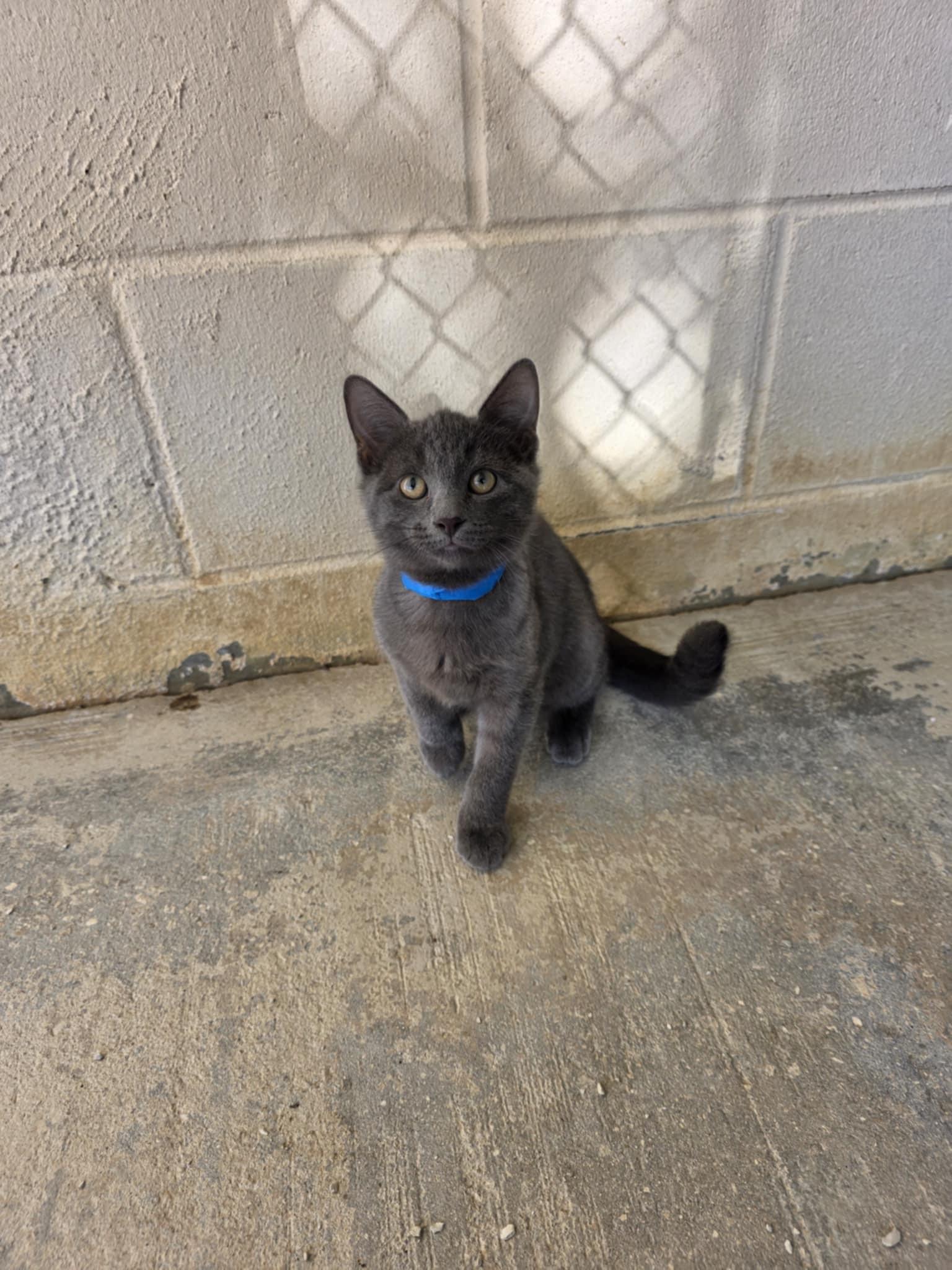 Miller, a Adoptable Domestic Short Hair in Umatilla, FL image 4/4