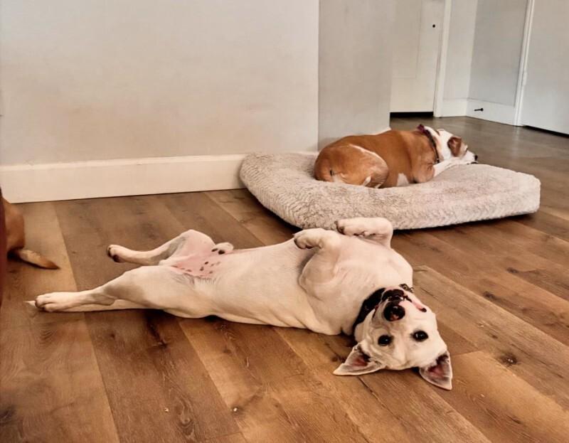 Momo Sugar the Happiest Petite Fella — thumbnail 4