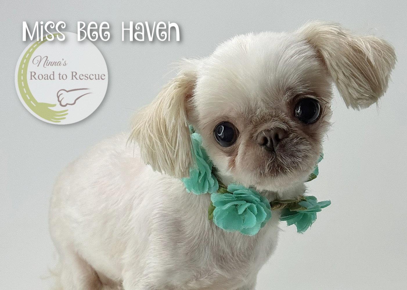 Enlarge Miss Bee Haven, a Adopted Pekingese in Benton, LA image 1/2