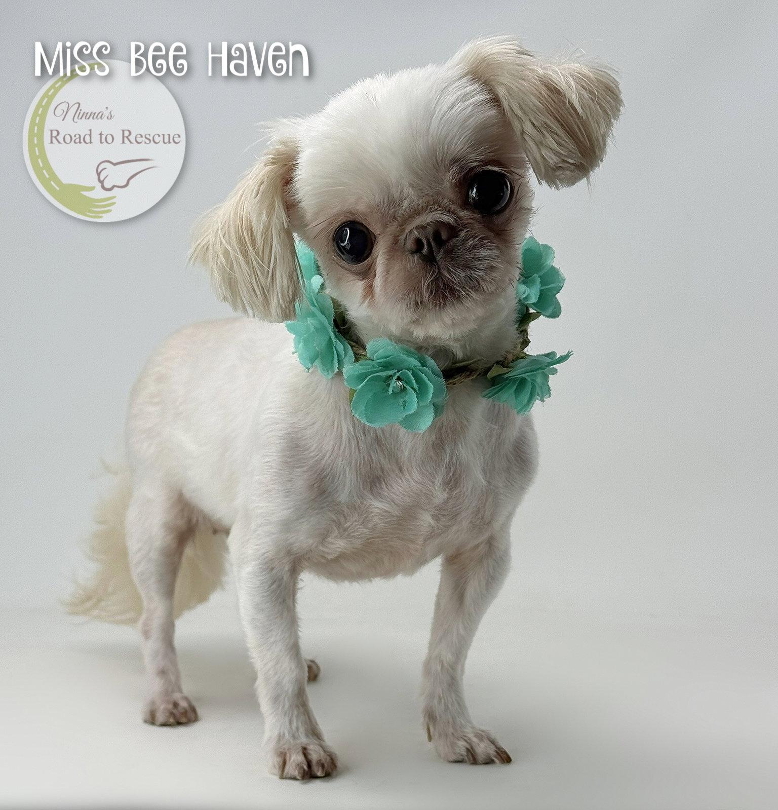 Enlarge Miss Bee Haven, a Adopted Pekingese in Benton, LA image 2/2