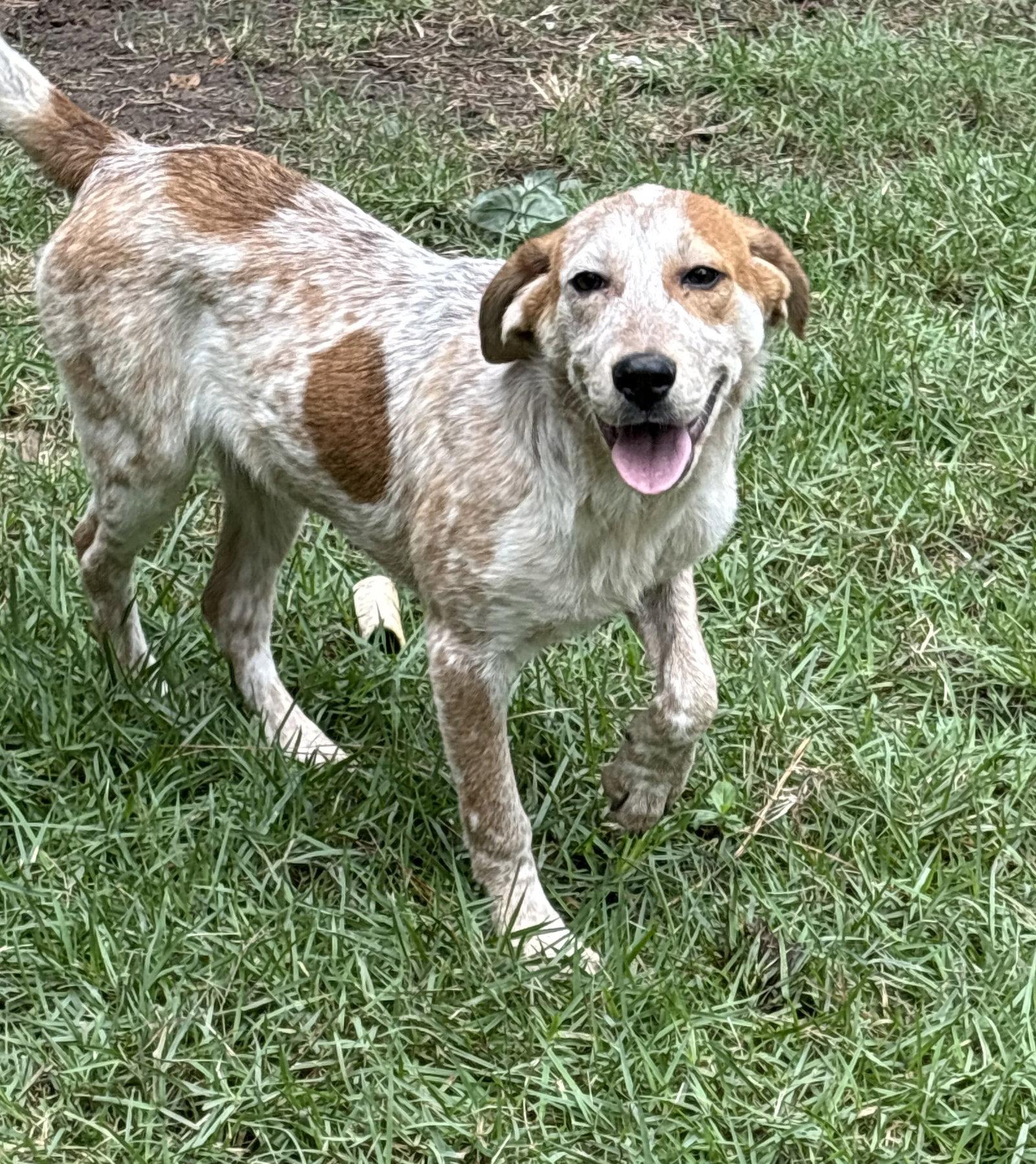 Amelia, Adoptable, Puppy Female Cattle Dog.