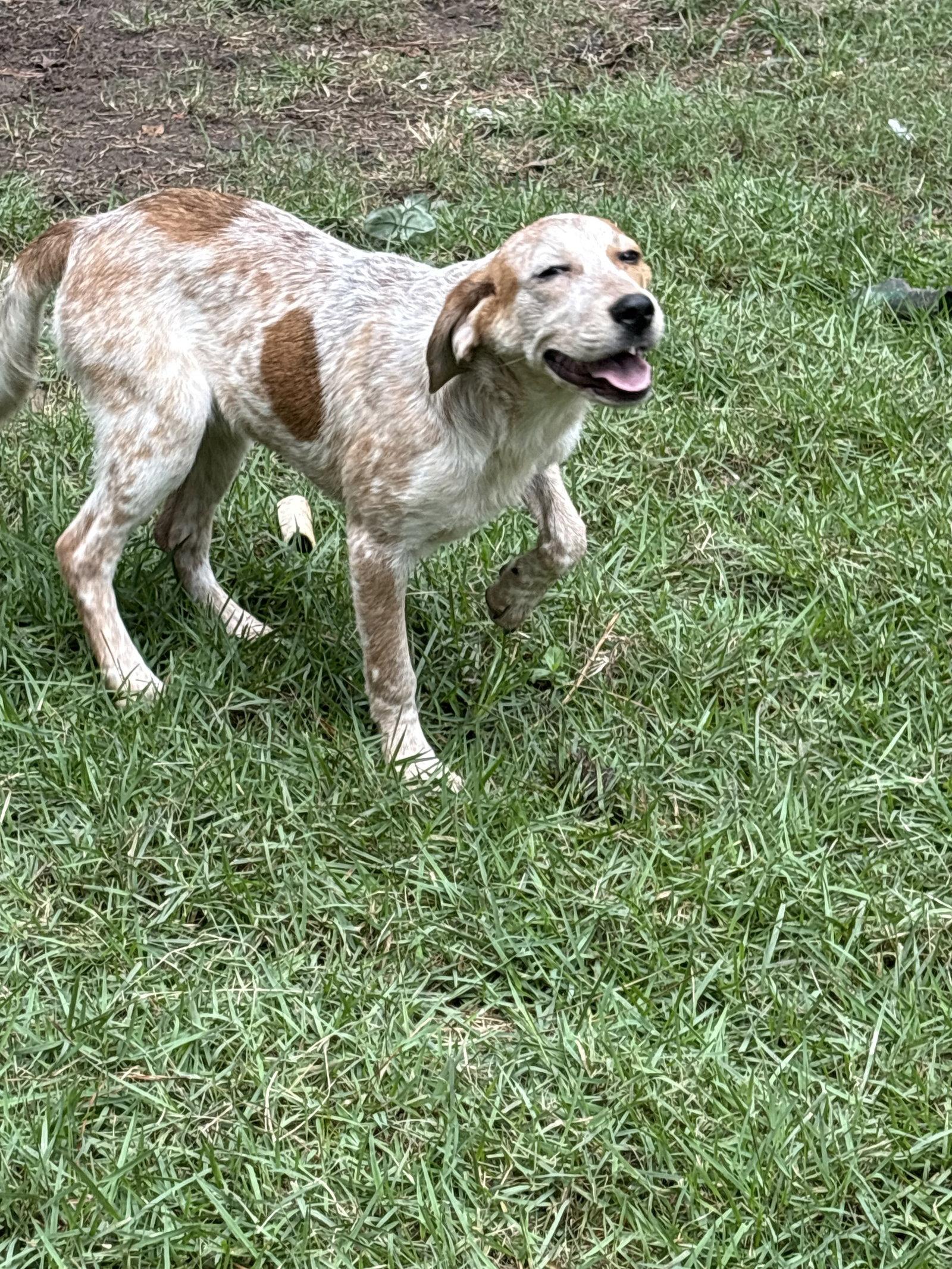 Enlarge Amelia, a Adoptable Cattle Dog in Mount Pleasant, SC image 2/2