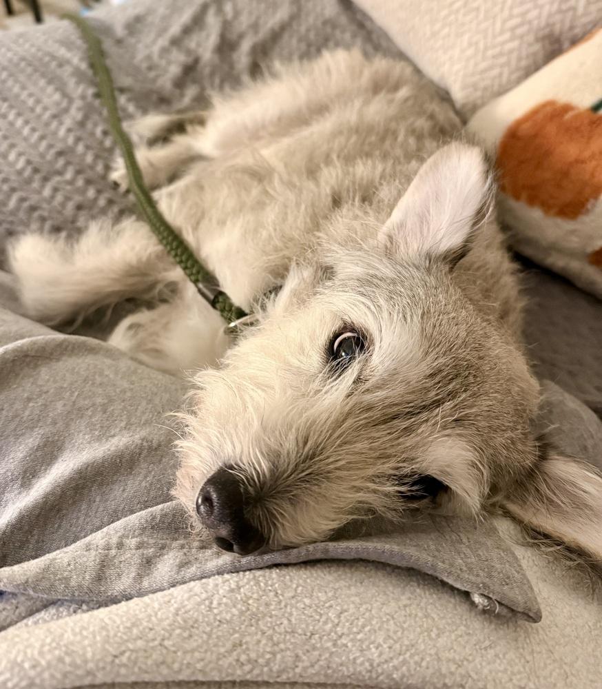 Alpha, Adoptable, Adult Male Cairn Terrier & Terrier.