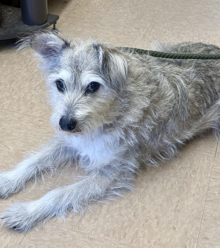 Enlarge Alpha, a Adoptable mixed breed in Middletown, CT image 2/6