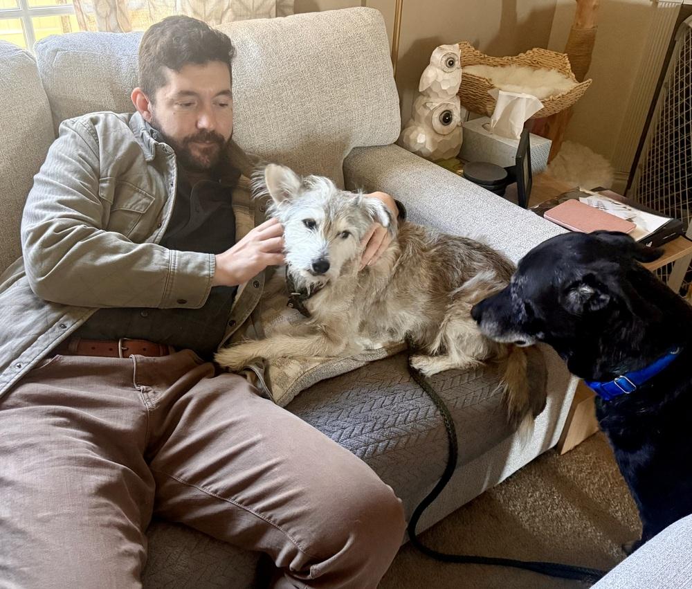 Enlarge Alpha, a Adoptable mixed breed in Middletown, CT image 3/6