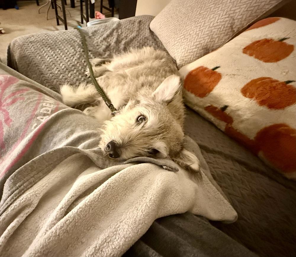 Enlarge Alpha, a Adoptable mixed breed in Middletown, CT image 4/6