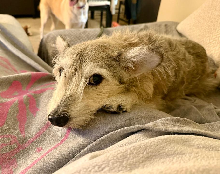 Enlarge Alpha, a Adoptable mixed breed in Middletown, CT image 5/6