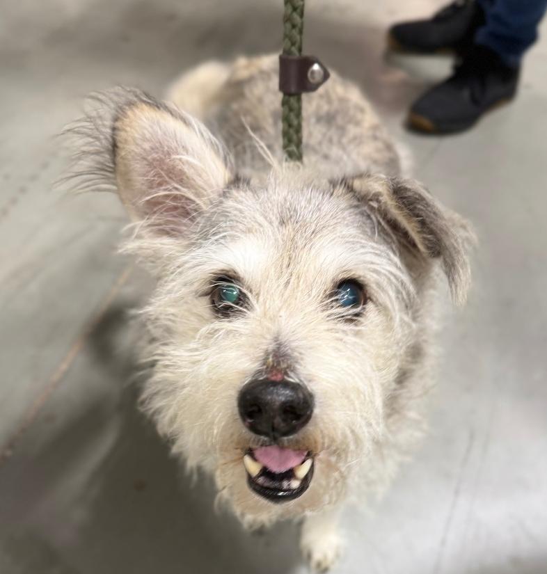 Enlarge Alpha, a Adoptable mixed breed in Middletown, CT image 6/6