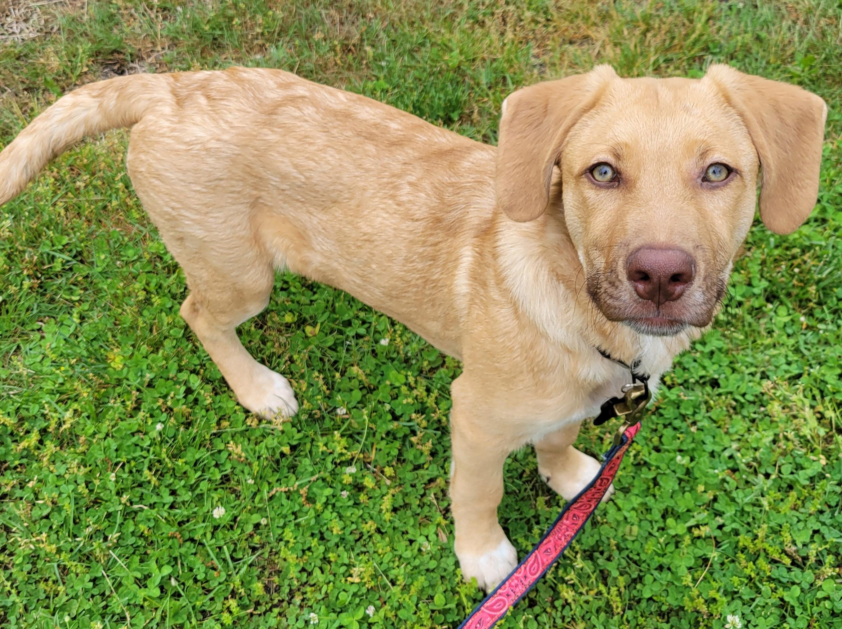 Enlarge Cecil, a Adoptable mixed breed in Elwood, NJ image 4/6