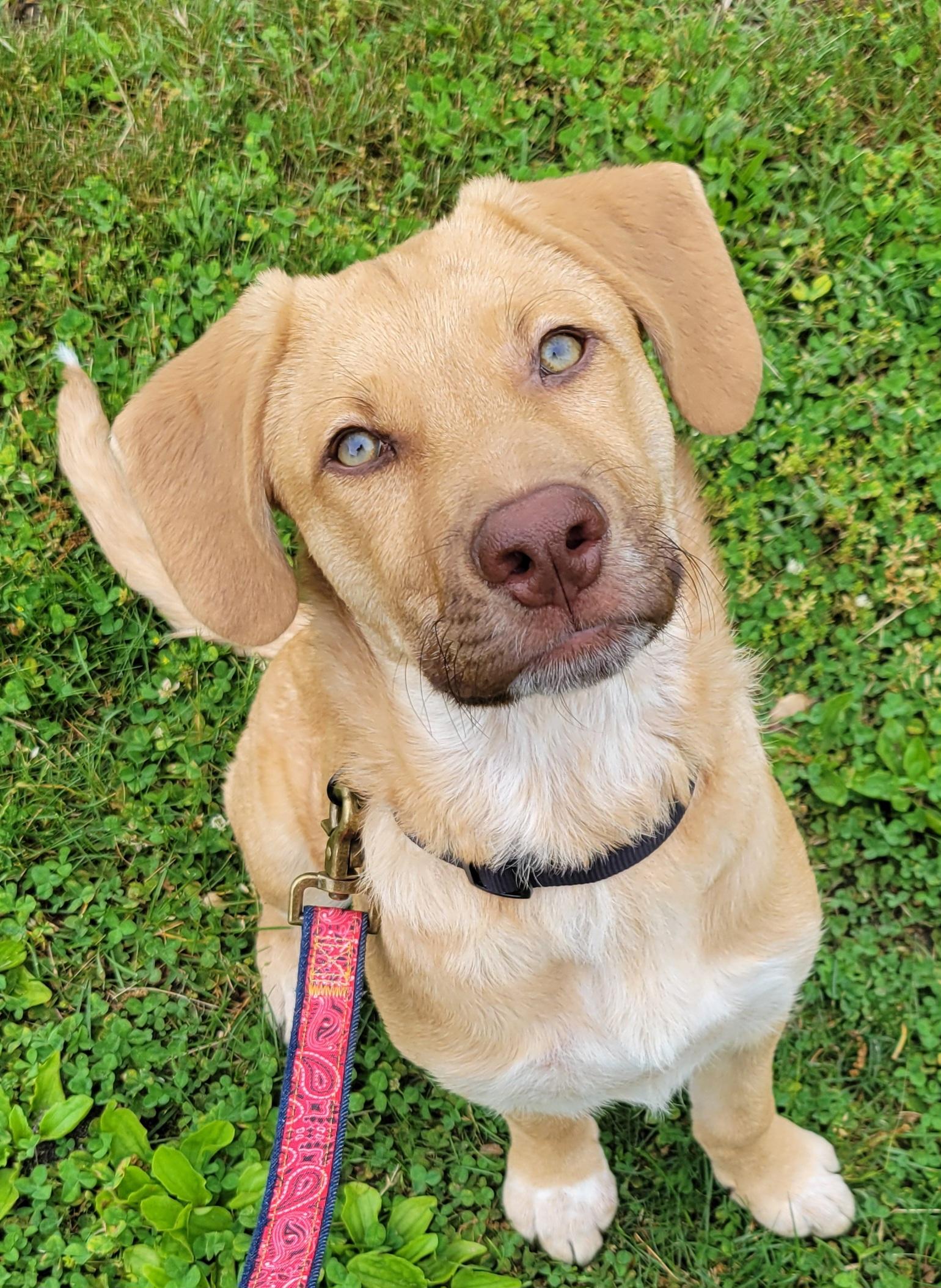 Enlarge Cecil, a Adoptable mixed breed in Elwood, NJ image 3/6