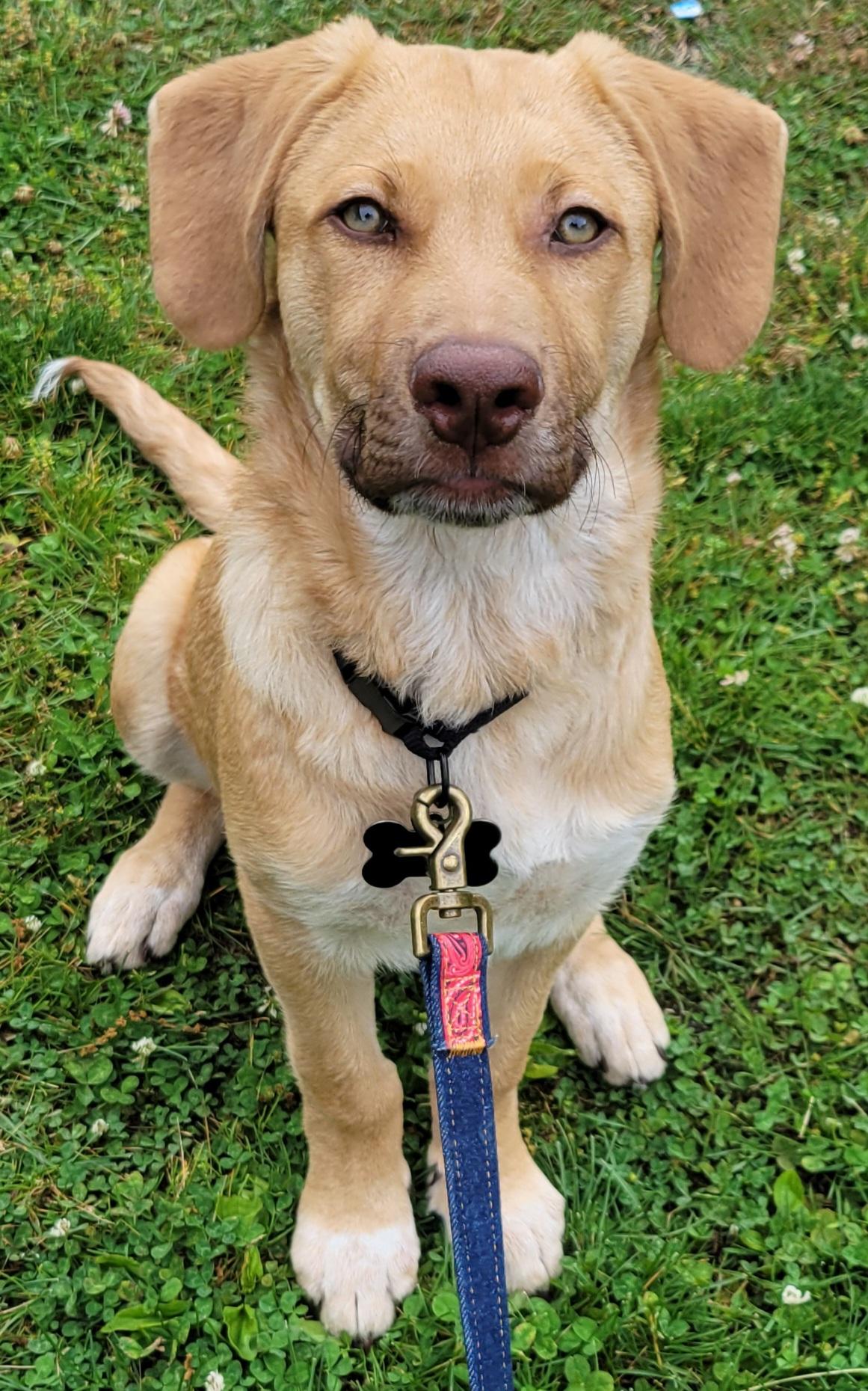 Cecil, Adoptable, Puppy Male Labrador Retriever.