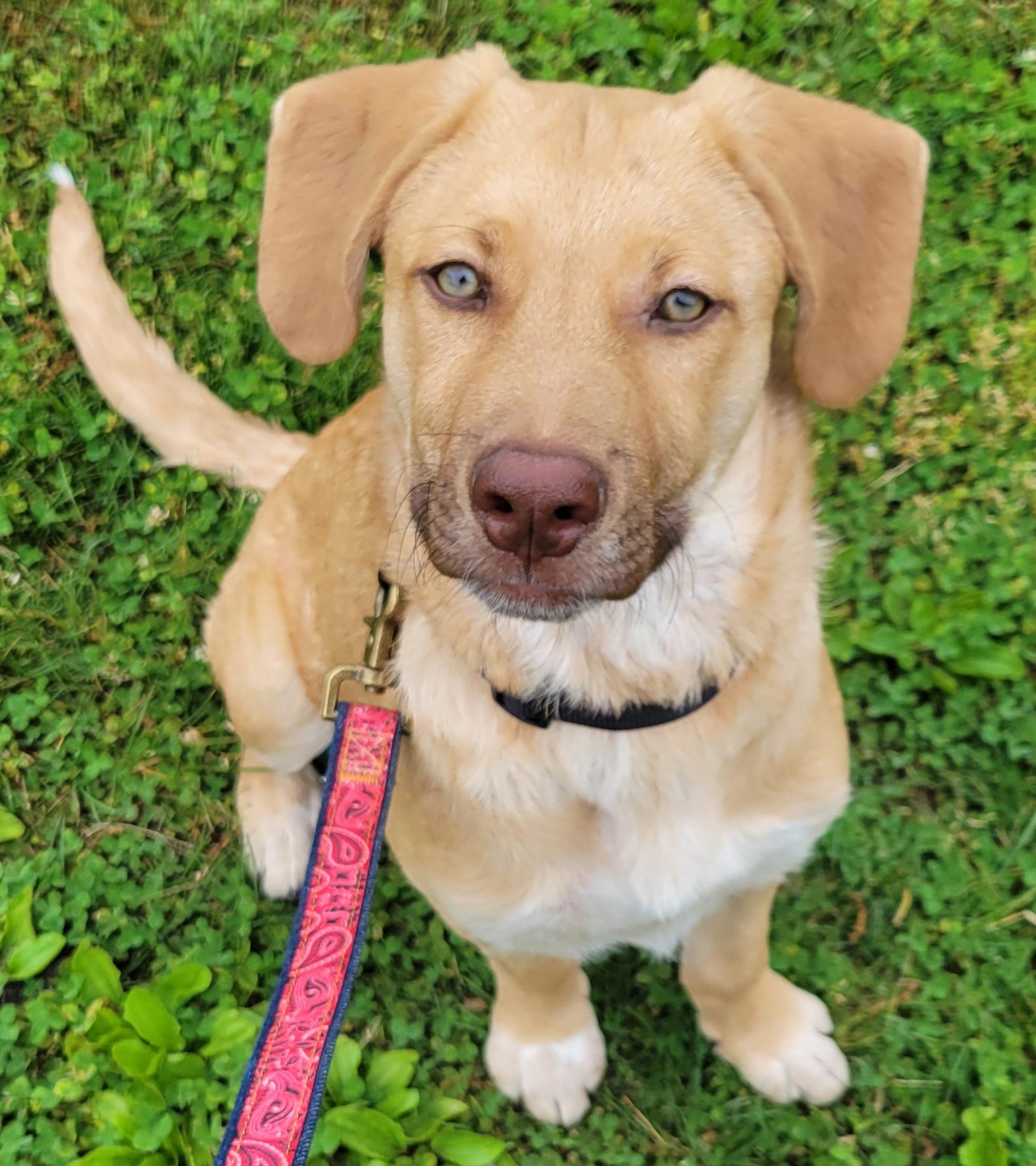 Enlarge Cecil, a Adoptable mixed breed in Elwood, NJ image 5/6