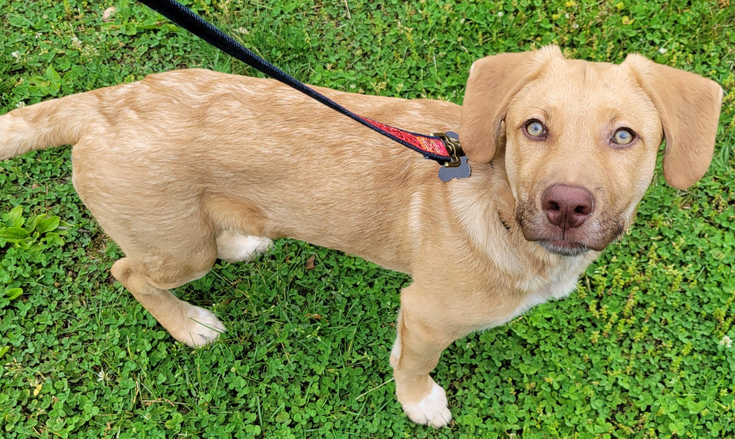 Enlarge Cecil, a Adoptable mixed breed in Elwood, NJ image 6/6