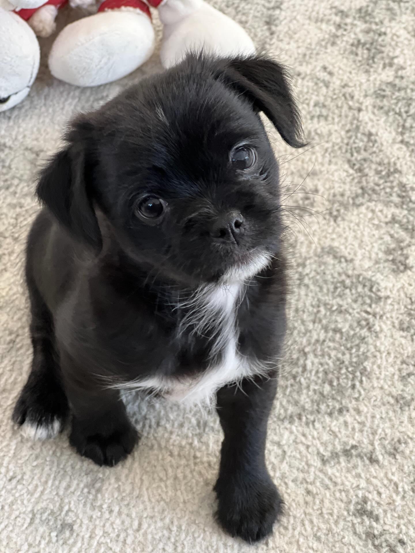 Colonel Bob Buttons, Adoptable, Young Male Pug & Poodle.