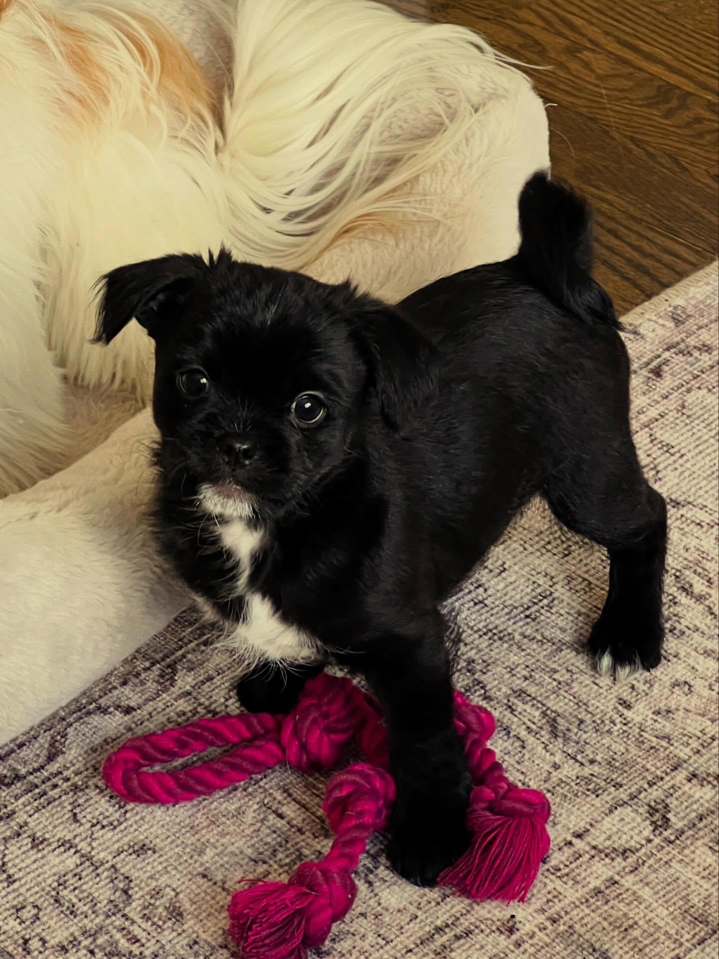 Enlarge Colonel Bob Buttons, a Adoptable mixed breed in Tenafly, NJ image 2/3