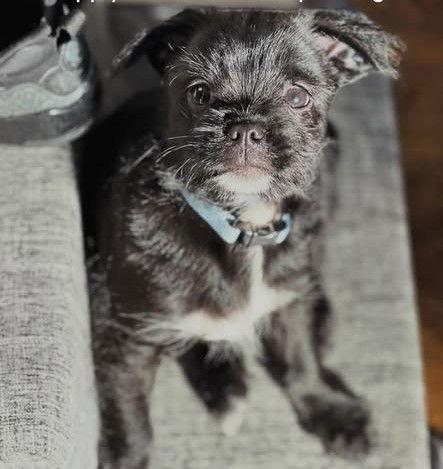 Enlarge Colonel Bob Buttons, a Adoptable mixed breed in Tenafly, NJ image 3/3