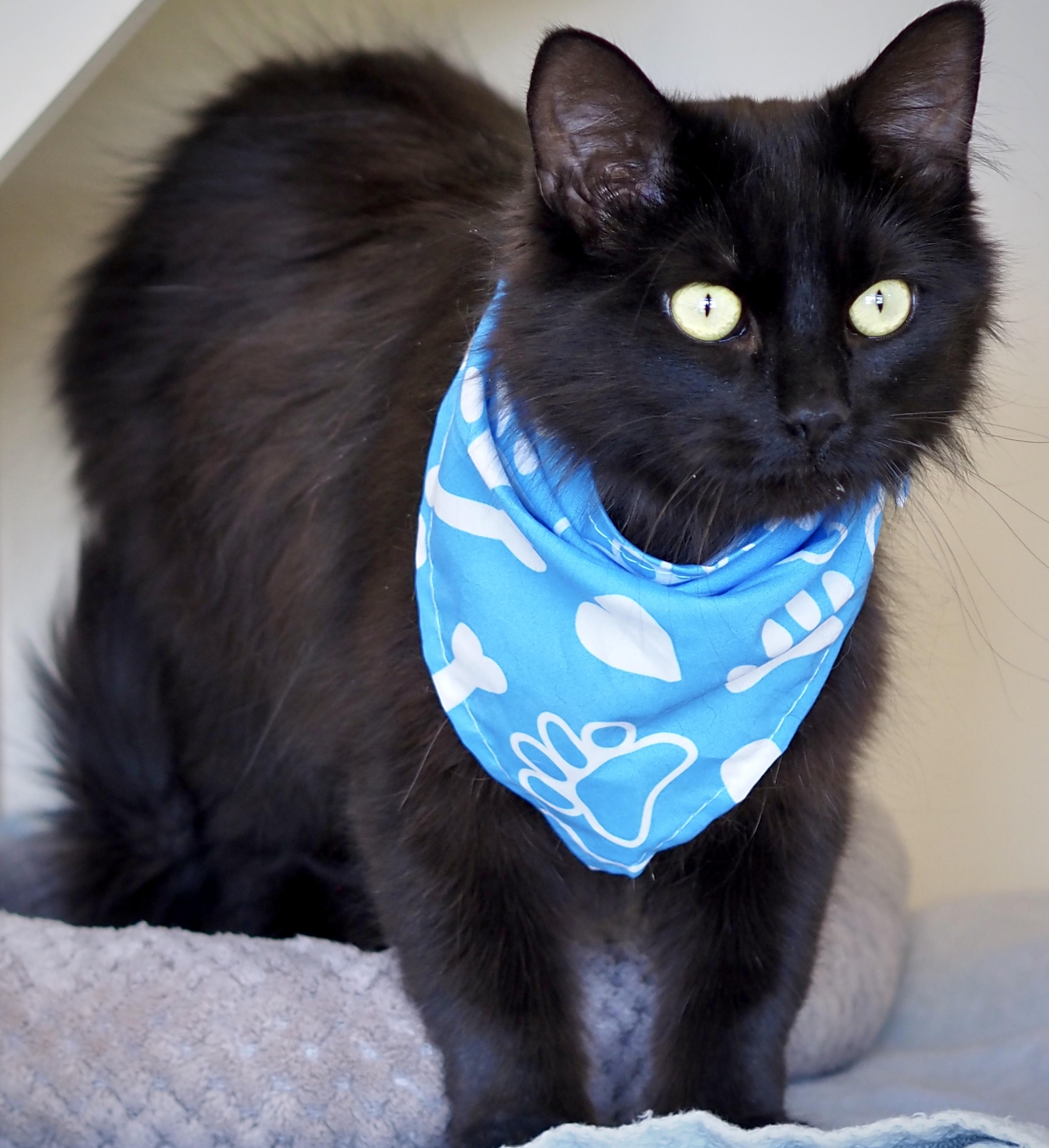 Enlarge Benji, a ADOPTABLE mixed breed in Buena Vista, CO image 2/3
