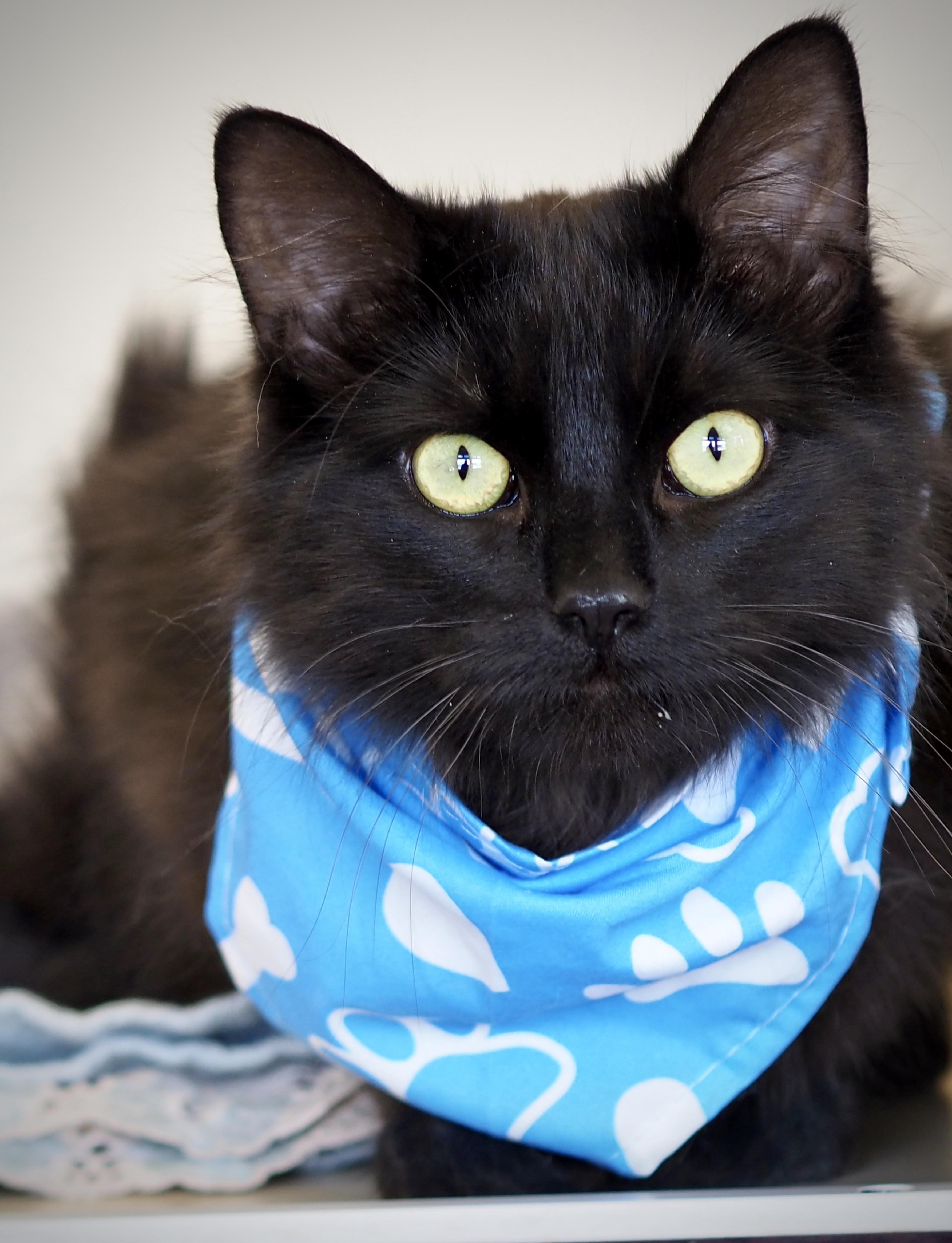 Benji, ADOPTABLE, Young Male Domestic Long Hair.