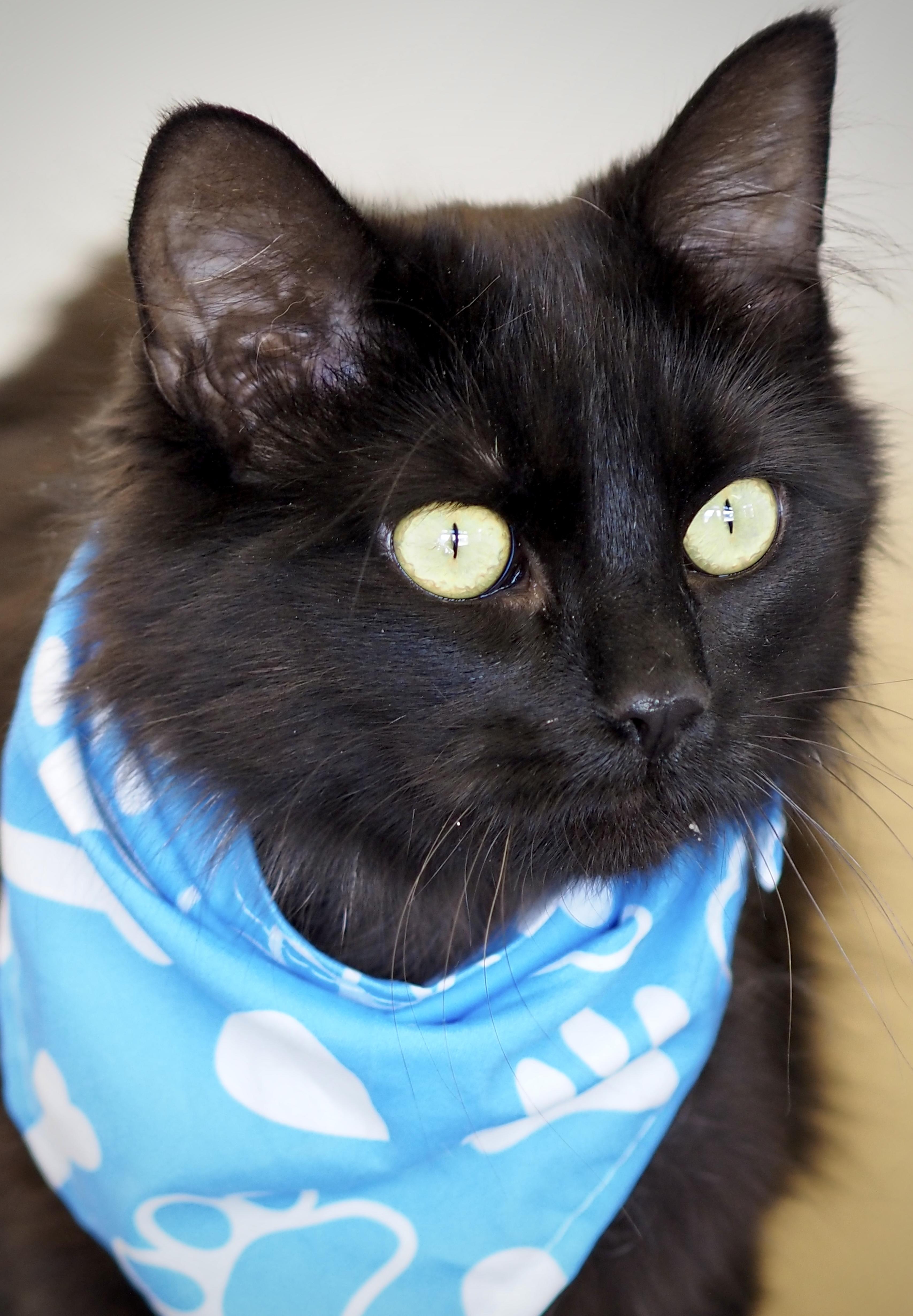 Enlarge Benji, a ADOPTABLE mixed breed in Buena Vista, CO image 3/3