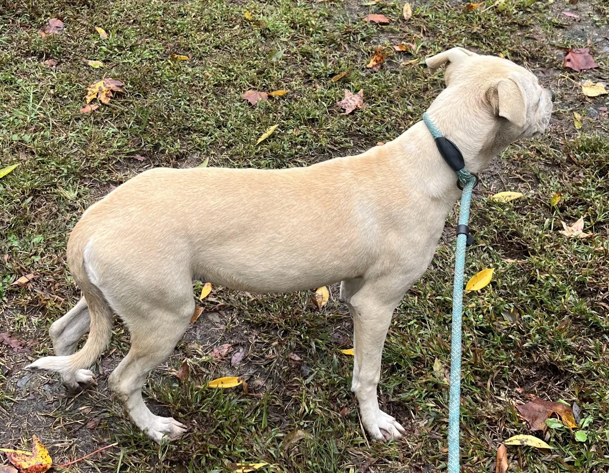 Patty Adorable Little Princess Pocket Sized at 36 pounds