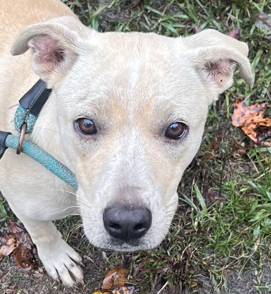 Patty Adorable Little Princess Pocket Sized at 36 pounds