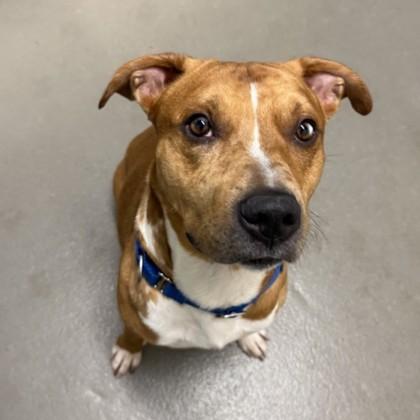 Rowan, a Adoptable mixed breed in Dallas, TX image 1/5