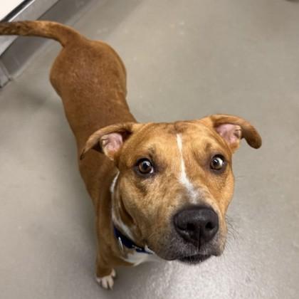 Rowan, a Adoptable mixed breed in Dallas, TX image 2/5