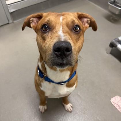 Rowan, a Adoptable mixed breed in Dallas, TX image 5/5