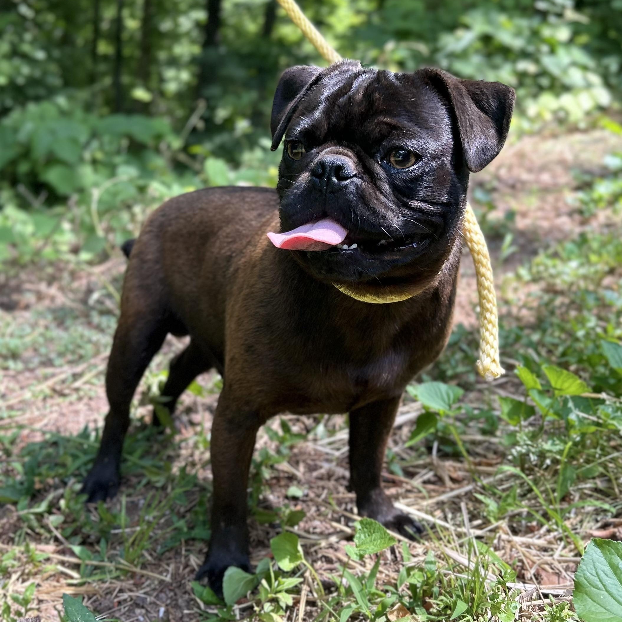 Pugsley, an adopted mixed breed in Cedarburg, WI image 4/6