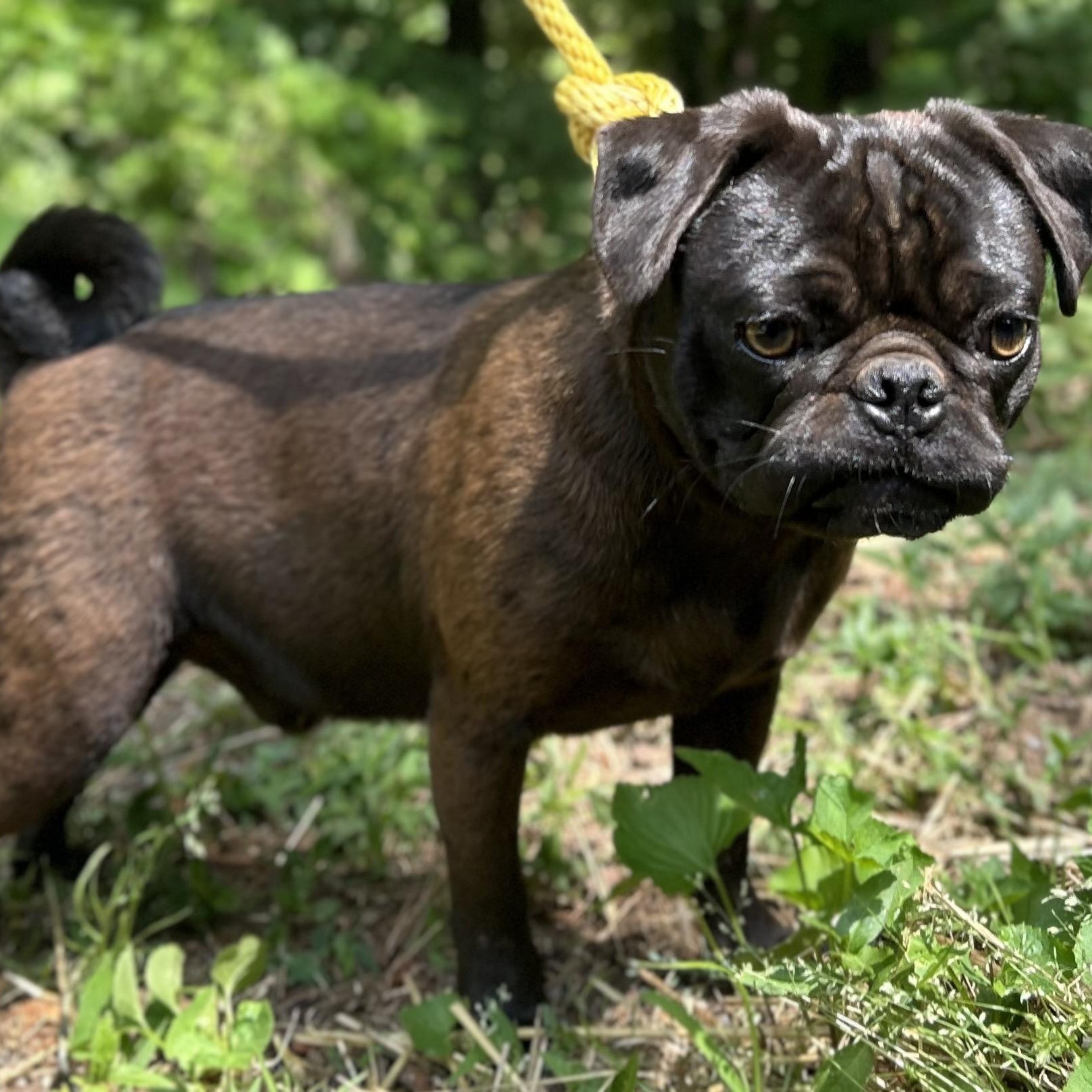 Pugsley, an adopted mixed breed in Cedarburg, WI image 6/6