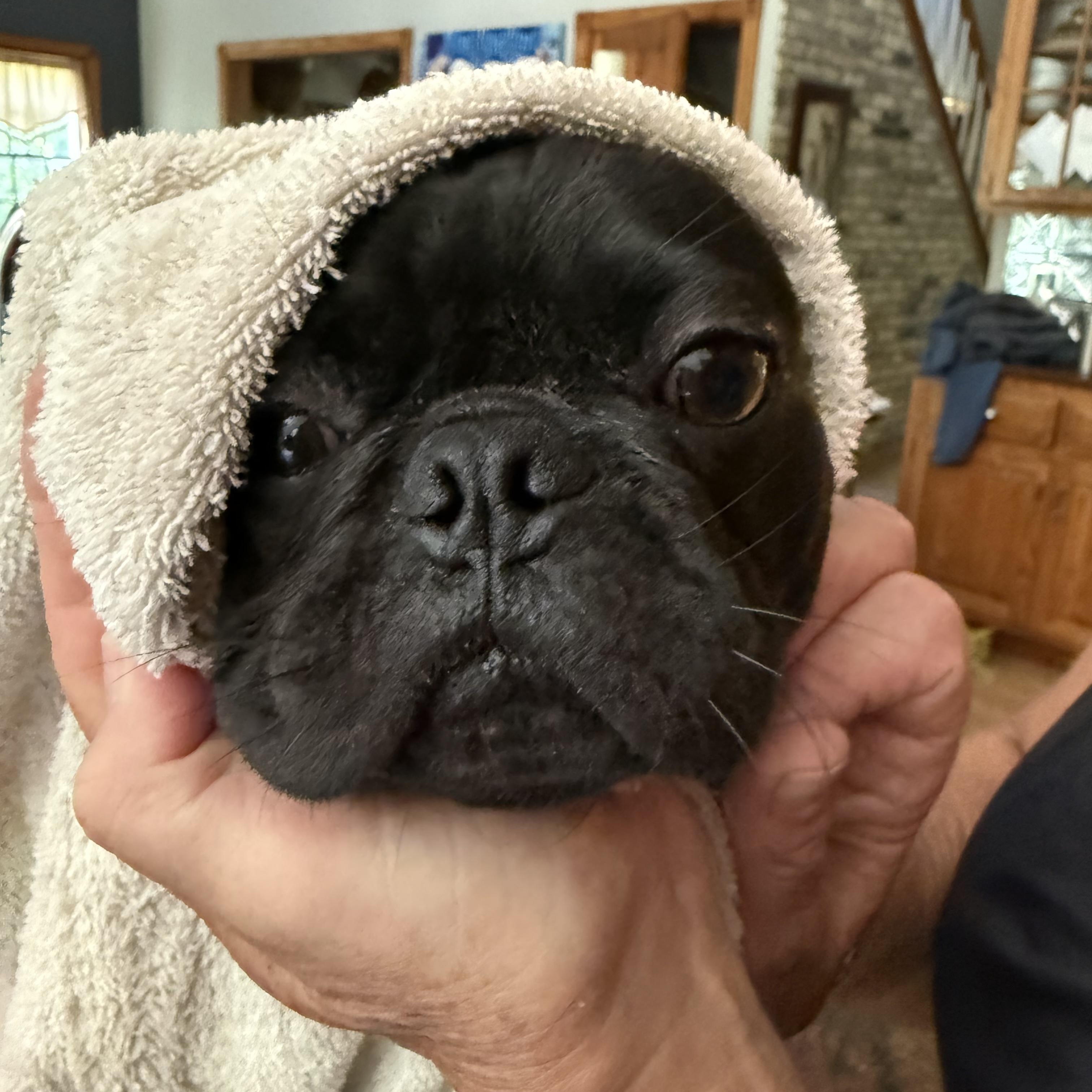 Pugsley, an adopted mixed breed in Cedarburg, WI image 3/6