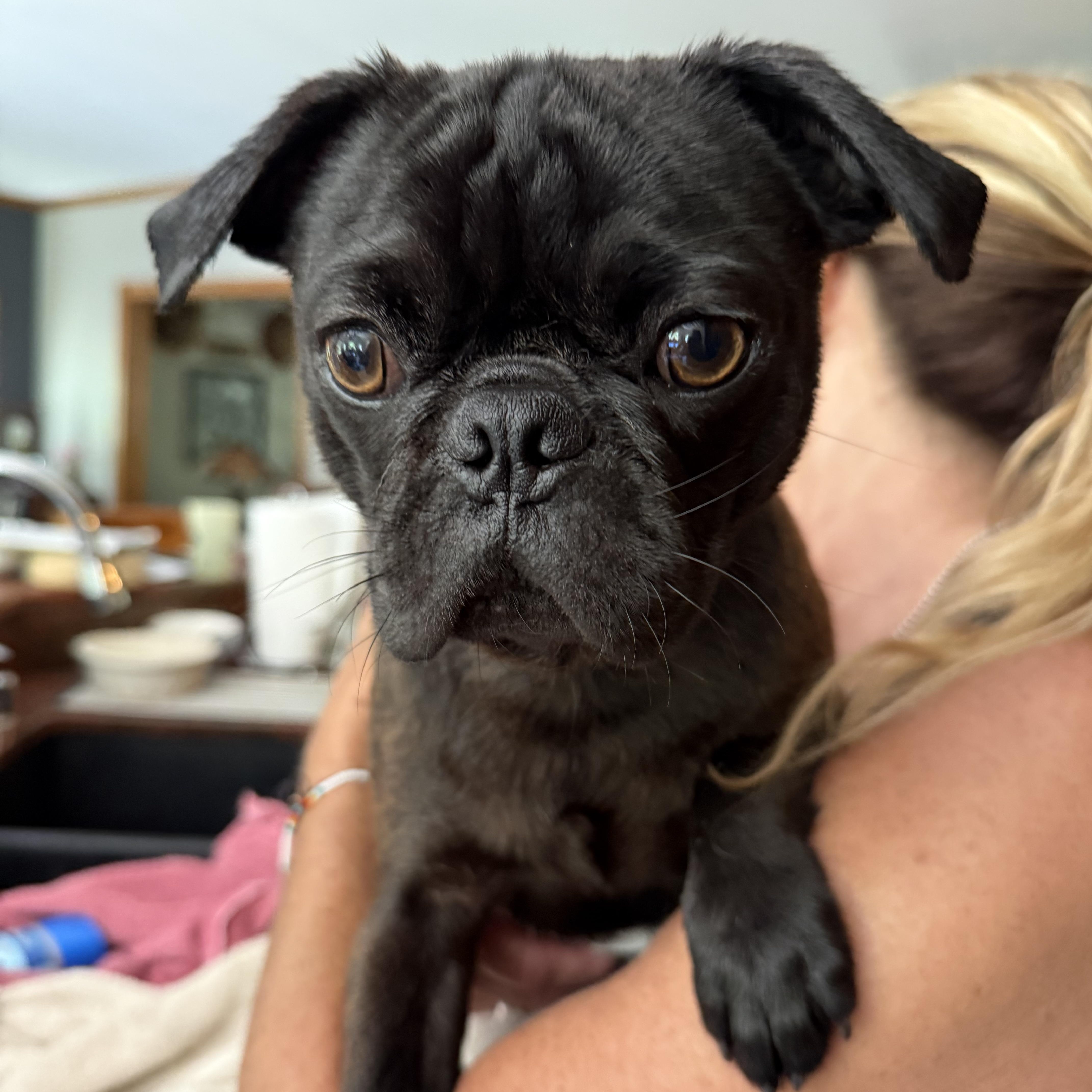Pugsley, adopted, Young Male Pug.