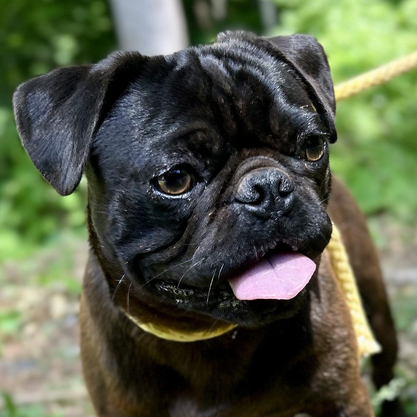 Pugsley, an adopted mixed breed in Cedarburg, WI image 5/6