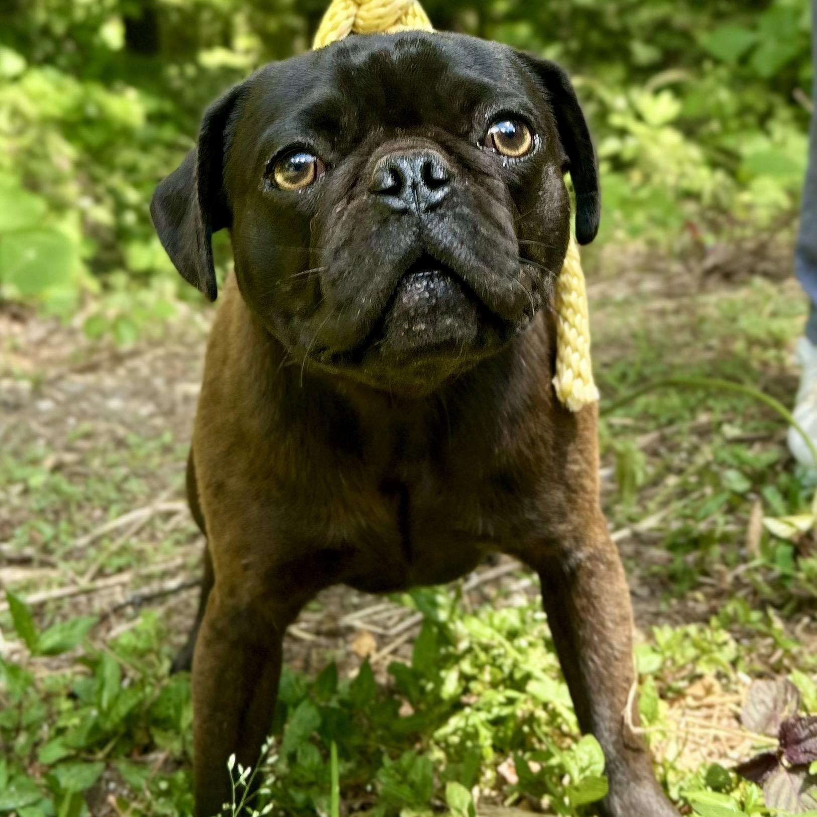 Pugsley, an adopted mixed breed in Cedarburg, WI image 2/6