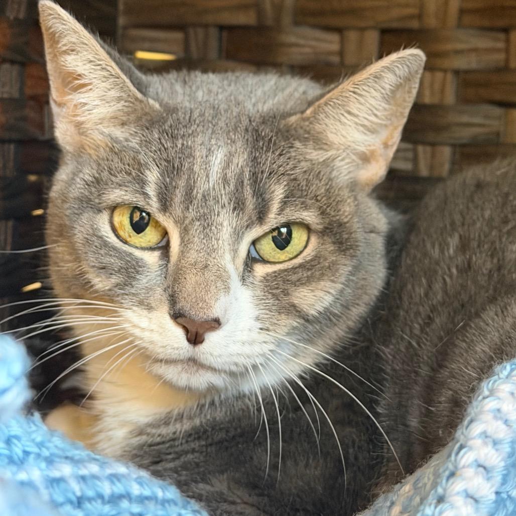Stormy, Adoptable, Senior Female Domestic Short Hair.