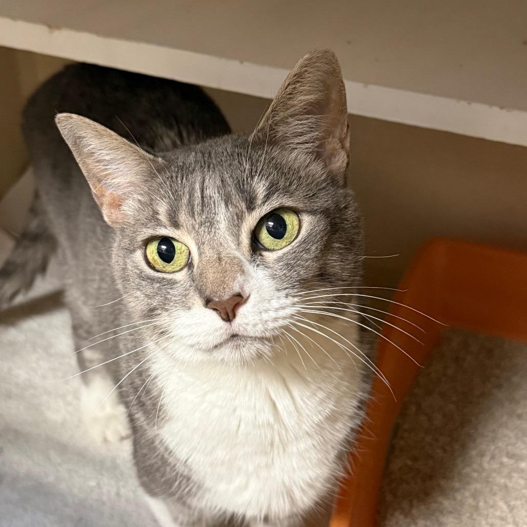 Enlarge Stormy, a Adoptable Domestic Short Hair in Durango, CO image 1/2